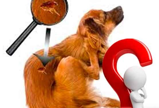 Como Eliminar as Pulgas do Seu Cachorro?