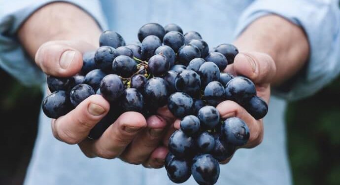 5 Princípios da Nutrição Funcional. Siga-os, Sua Saúde Agradece!