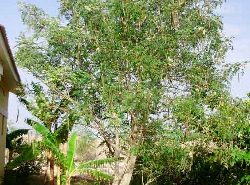 5 BENEFÍCIOS DA MORINGA PARA A SAÚDE