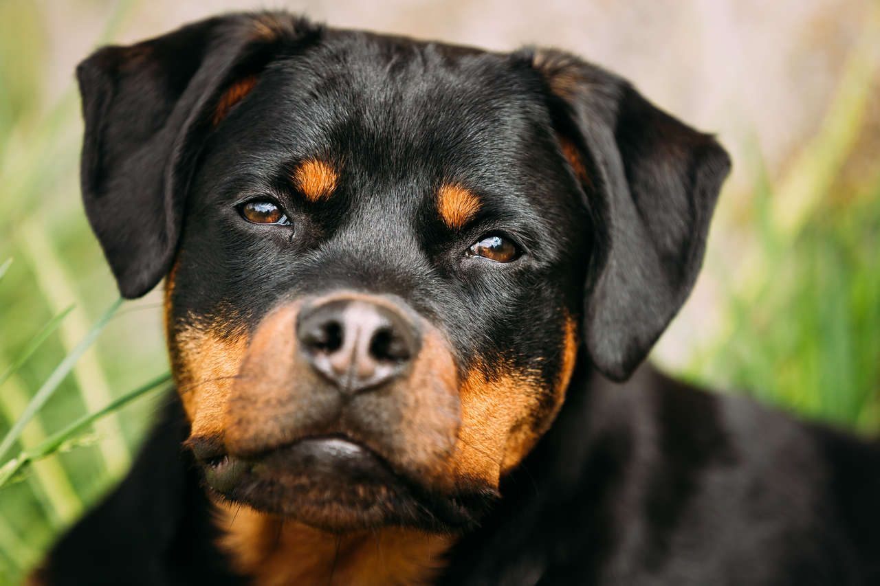 Os 6 cachorros de raças alemãs mais famosos no Brasil - Tira Dúvidas Online