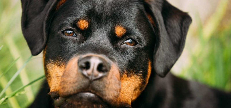 Os 6 cachorros de raças alemãs mais famosos no Brasil