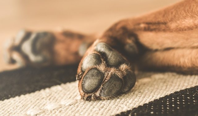 Como decorar a casa sem riscos para o seu animal de estimação