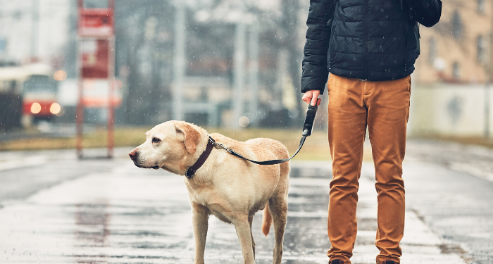 Como passear com seu cachorro em dias de chuva?