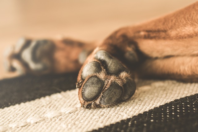 Como decorar a casa sem riscos para o seu animal de estimação