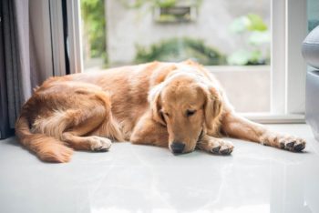 O que fazer se o seu cão comeu produto de limpeza doméstico