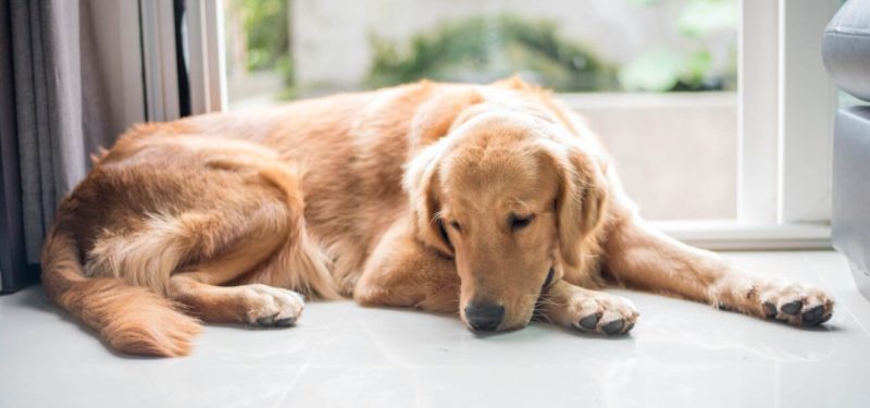 O que fazer se o seu cão comeu produto de limpeza doméstico