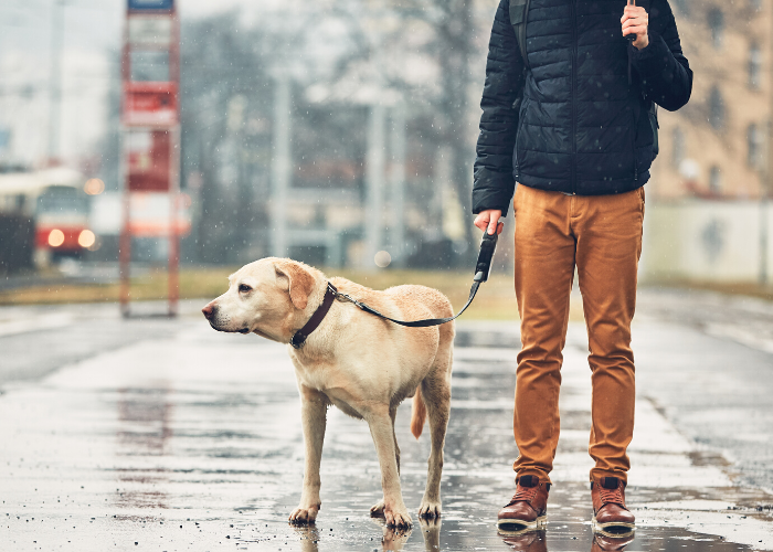 cão passeando na chuva